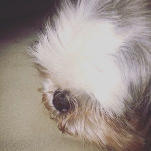 Meet your Posher, Joshua